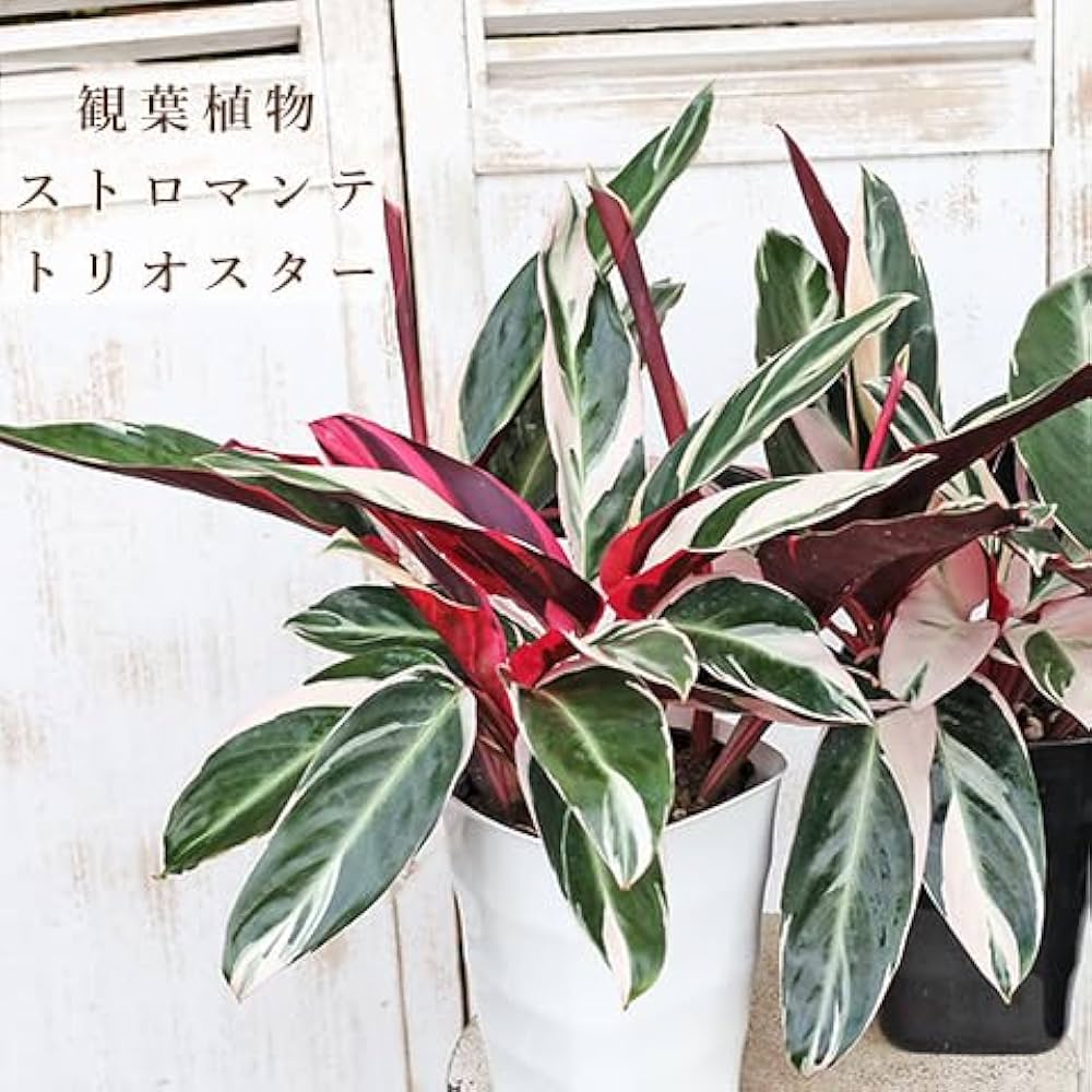 【美苗】激レア　ストロマンテ　トリオスター　斑入り　ゴマ斑　　抜き苗 Amazon｜観葉植物 ストロマンテ トリオスター 5号 H45cm｜観葉植物