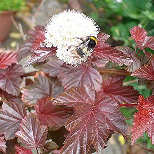 Ninebark Physocarpus Collection 3 x 9cm