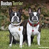  Boston Terrier 2021 Wall Calendar