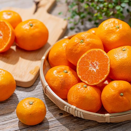 主井農園の松兵衛みかん ご家庭用 約5kg[11月中旬-1月上旬に発送予定(土日祝除く)]