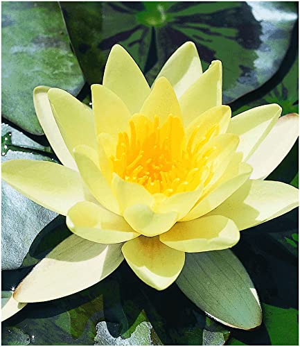 BALDUR Garten 1x Seerose (Nymphaea) 'Goldgelb', Knolle in Größe I, blüht mit gelben Blüten, äußerst beliebte Wasserpflanze, winterhart, mehrjährig & pflegeleicht, gelb strahlender Blickfang im Teich