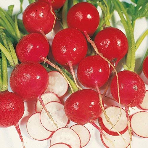 Golden Hills Farm® (AVG 500-1000) seeds RADISH SCARLET RED GLOBE VARIETY SEEDS