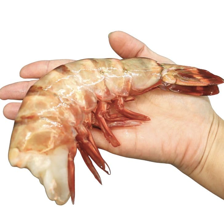 えびページ 51yD6sUbJ4L.jpg