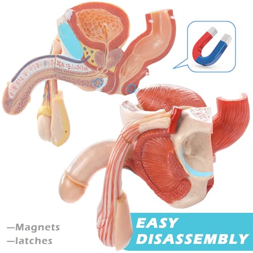 Image of Human Male Genitalia Anatomical Model, Life-Size 7 Parts Male Genital System Anatomical Model with Colorful Manual for Medical Science Education Study or Teaching