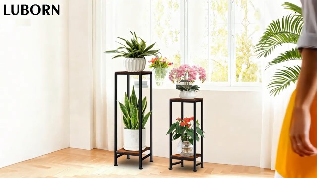 money plant purchase Chinese Money Plant | Easy Care Indoor Plant main image 0