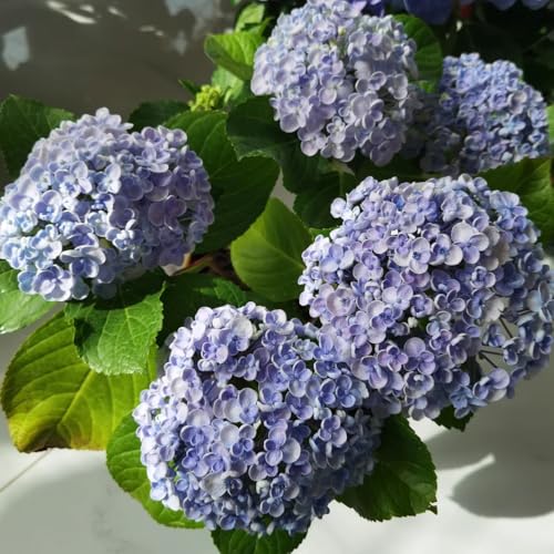 semi di ortensia resistenti, perenni, balcone, rampicanti, giardino 450pcs