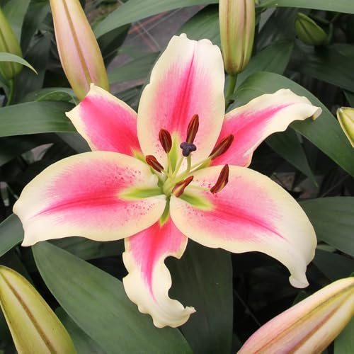 Skyscraper Lily 'Matisse'- Pack of 3 Size 14/16