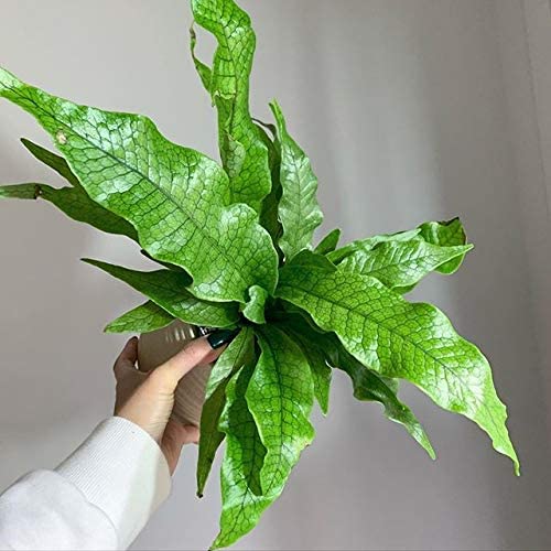 The Plant Paradise Asplenium Crocodylus Fern Plant for Indoor & Outdoor Decoration with Plants (B0BXXR2FMY) Amazon Price History, Amazon Price Tracker