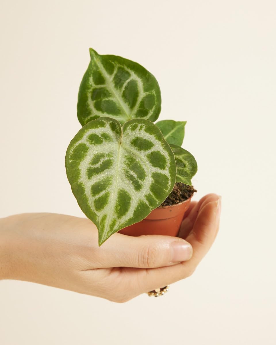 anthurium crystallinum silver blush Anthurium Silver Blush – Elegant Tropical Plant with Silver Foliage –  Plantlovers main image 1