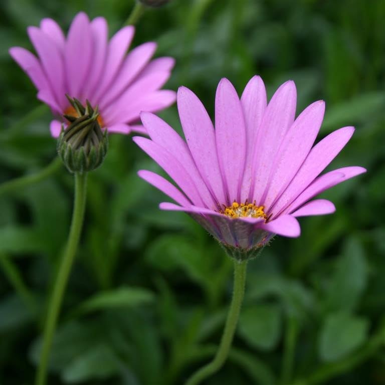 Osteospermum jucundum compactum Garden Plant Hardy Perennial Flowering Garden Plants Easy to Grow Your Own by Park Farm Plants (6 x Plug Plants)