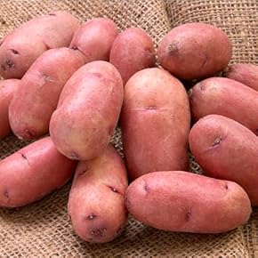 ジャンボサイズ　数量限定　じゃがいも　30キロ　01 ジャンボサイズ 数量限定 じゃがいも 30キロ 01 食品