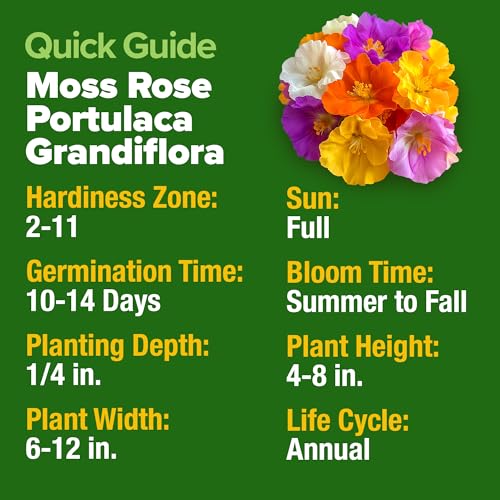 Image of HOME GROWN 23,500+ Moss Rose Seeds (Bulk Pack) Annual Flower for Ground Cover - Heirloom Portulaca Seeds for Planting Outdoors - Great for Low-Maintenance Gardens (Portulaca grandiflora)