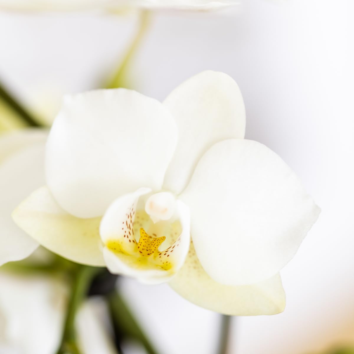 Set di piante mediterranee Sunset – Bianco Phalaenopsis Orchidea Losanna e Piante Grasse incl. vasi in ceramica
