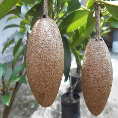Image of All-Time12 Months Hybrid Grafted Guti Kolom Live Fruit Plant Original & Authentic Organic Tree for Outdoor Fast-Growing Fruit Plant Home Pack Of-1 (Thai Banana Chiku Plant, Medium)