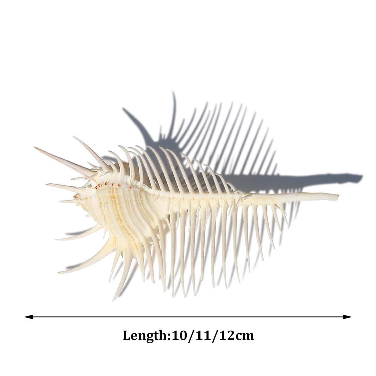 Muszla trąbki, Duże białe naturalne muszle morskie, ogromna muszla morska 10~12 cm Rzadkie idealne do dekoracji ślubnych, akwarium(12cm)