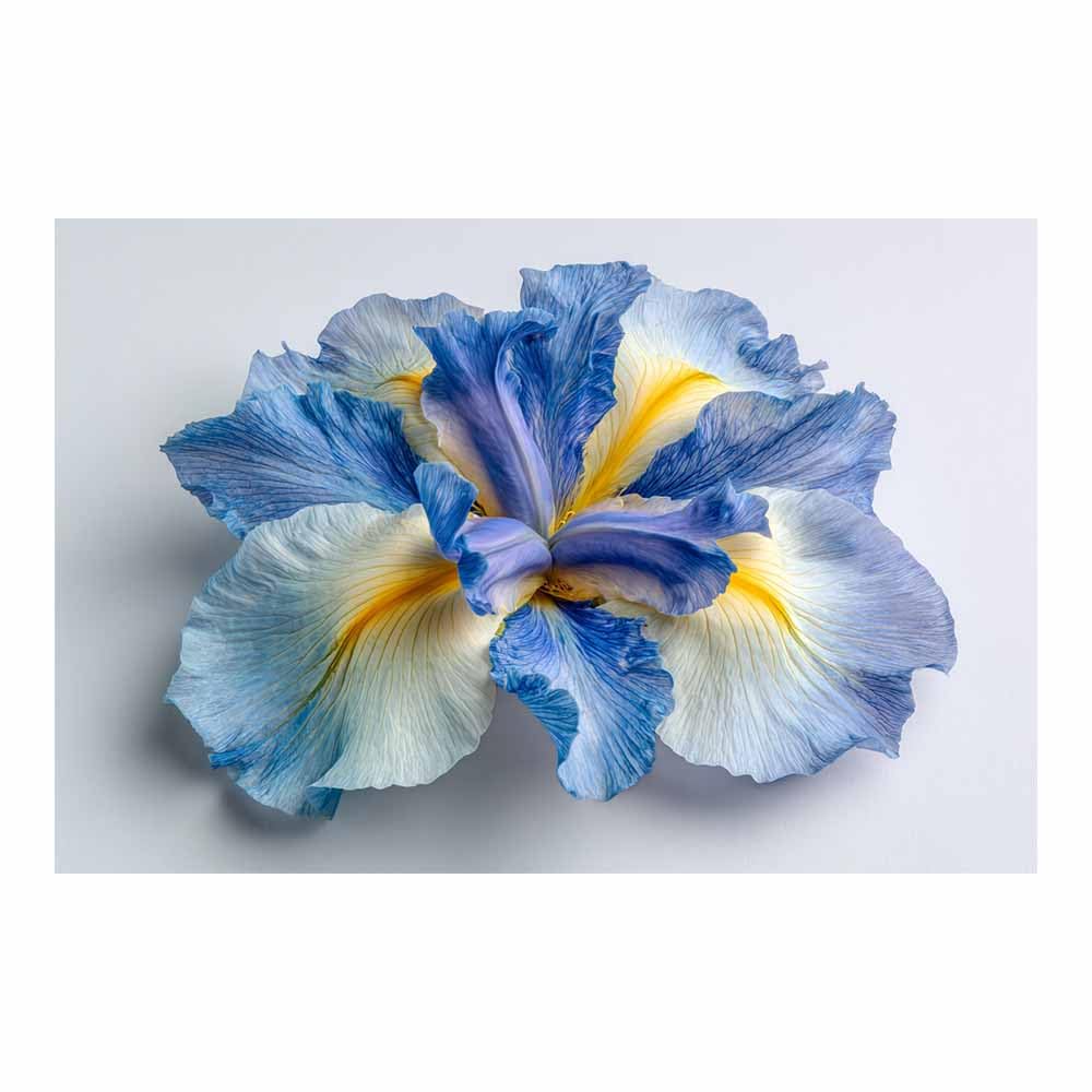 ZAMAEIU Forest Landscape Painting Petals withs veins Canvas Artwork posters & prints Suitable for Living Room Bathroom Bedroom Home Wall Decoration(blue)-80x120cm Unframed