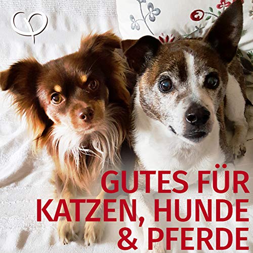 GOLDEN PEANUT MSM Methylsulfonylmethan Pulver 1 kg für Tiere, Reinheitsgrad 99,92%, organische Schwefelverbindung, ohne Rieselhilfen