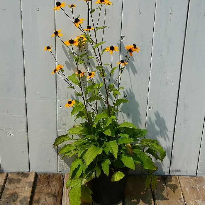 Amazon.co.jp: ルドベキア タカオ 苗 4.5号 宿根草 庭植え