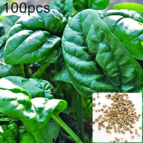 ZqiroLt 100Pcs Spinach Seeds Easy Grow Farm Field Nutritious Vegetable Garden Plant Easy to Plant, High Germination Rate, Nutritious Garden, Yard Spinach Seeds