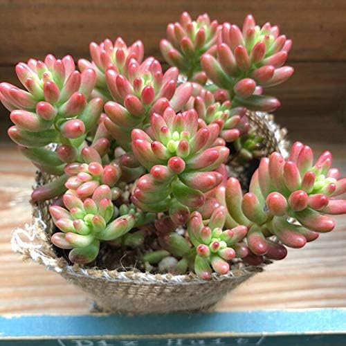 Amazon オーロラ 七色に輝く 多肉植物 セダム 観葉植物 オンライン通販
