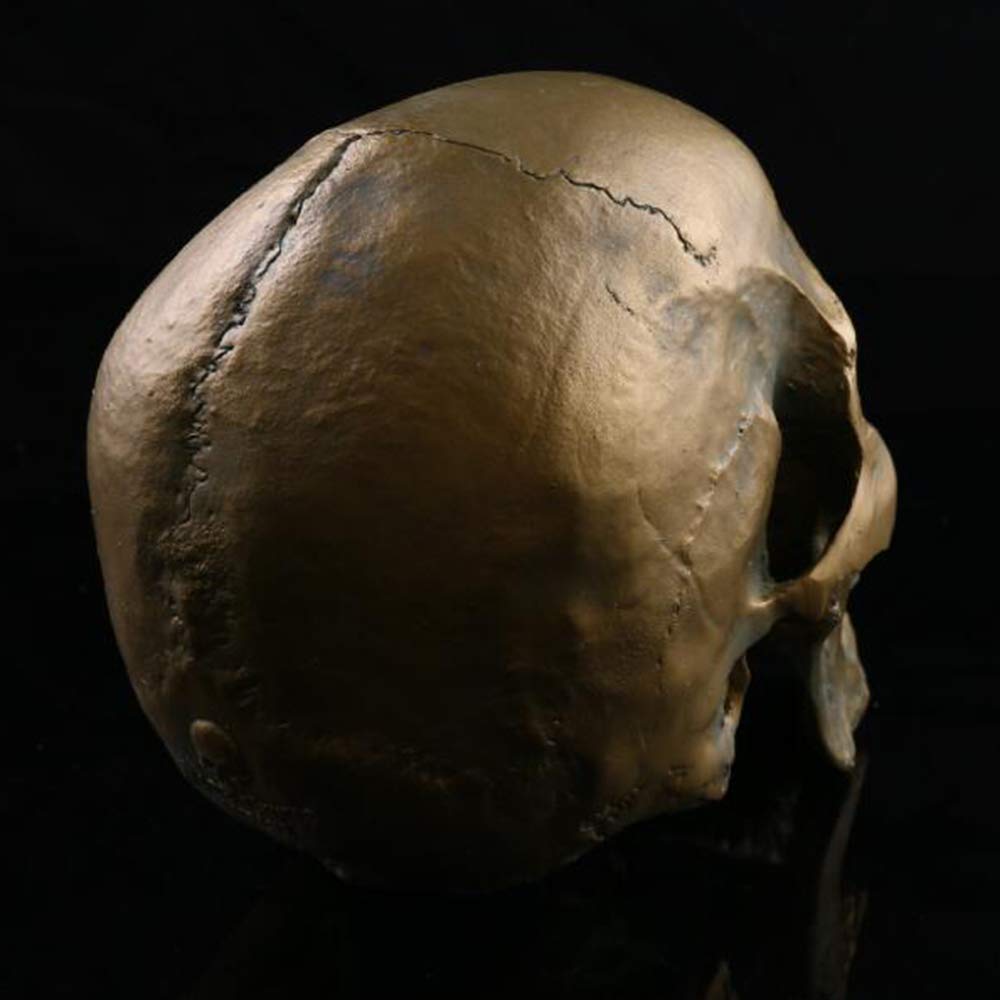 Modèle Anatomique, Modèle de crâne médical Matériel de résine Skull Humain Modèle Anatomique, Halloween Squelette Squelette Enseignement médical Aide, Halloween