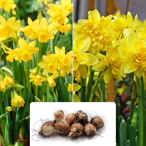 8 Daffodil Tete A Tete Mixture Bulbs - Spring Flowering Pere