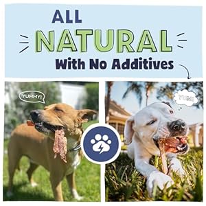 Pawstruck premium beef jerky canine deal with chews massive 10 strips  help hip  joint well being naturally wealthy in glucosamine  chondroitin  no added preservatives  15 depend  packaging might fluctuate   cucciolini doodles