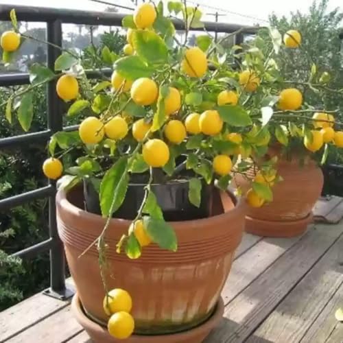 Image of Seedless Lemon Plant Early Fruiting & Dwarf Varieties Fruit Plants