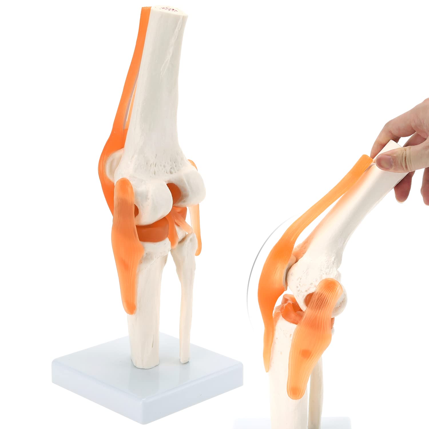 Buy RONTEN Anatomical Knee Model, Flexible 11 Scientific Life Size Human Knee Model with