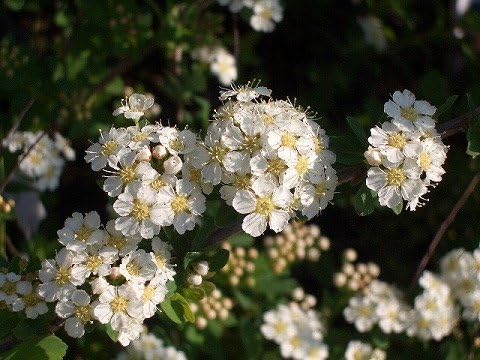 Amazon 小手毬 コデマリ ジューンブライド 庭木 落葉樹 低木 Diy 工具 ガーデン