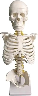 Anatomy Model, 45Cm Half Body Skeleton Anatomy Model Anaical with Mounted Stand for Medical School Student Education Teaching Aids Demonstration for Medical Demonstration