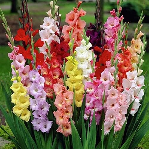 Blumenzwiebeln Gladiolen Gladiolus (10 X Gladiolen MIX) Amazon.de