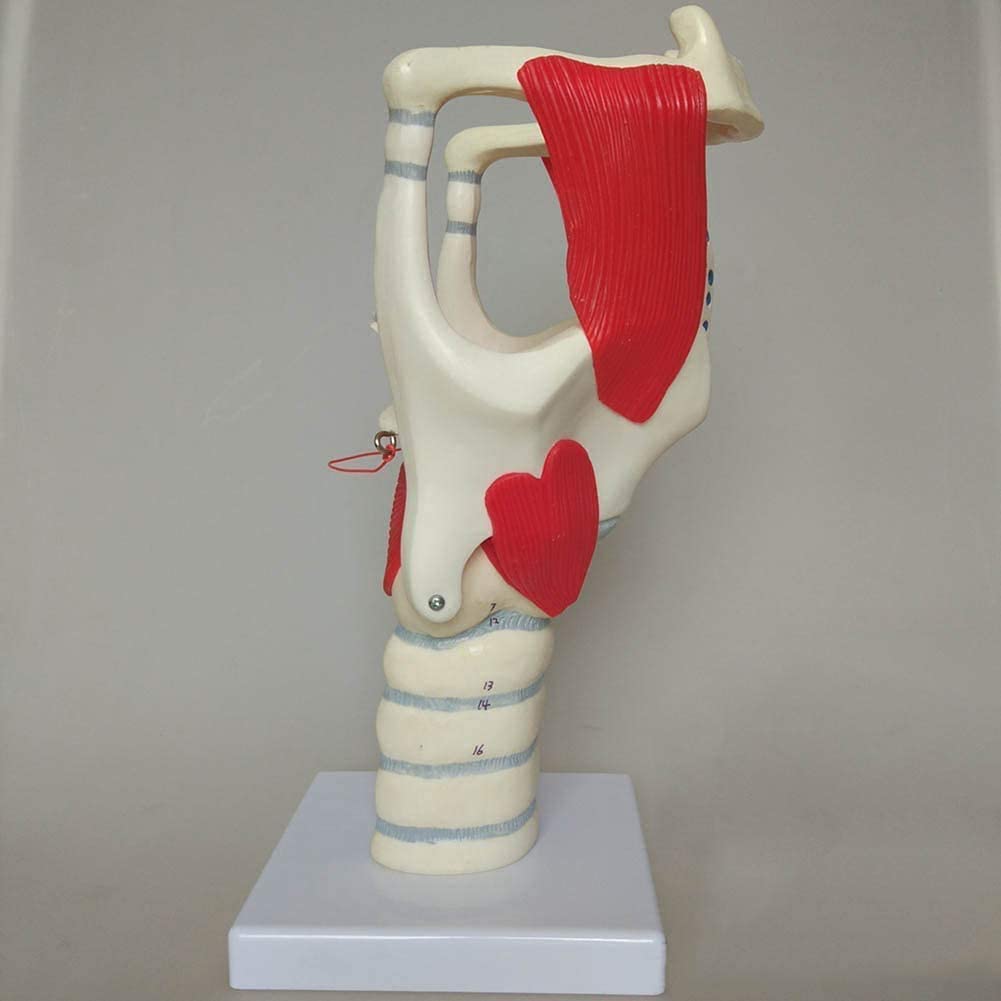 3B Scientific Anatomie-Modell Kehlkopf – 2,5-fach Vergrößert, Mit Beweglicher Epiglottis & Stimmbändern, Inkl. 3B Smart Anatomy App – Für Medizinstudenten & Lehre