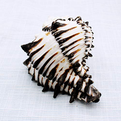 HEALLILY Grandi Conchiglie Naturali Enorme