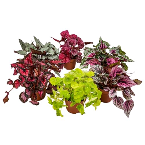 Begonia Beleaf Mix - Blatt-Begonie - 6er-Set - Zimmerpflanze - Pflegeleichte Pflanze für drinnen - ⌀12 cm - 20-25 cm