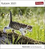Katzen Postkartenkalender 2021 - Tischkalender mit Wochenkalendarium - 53 perforierte Postkarten zum Heraustrennen - zum Aufstellen oder Aufhängen - Format 12 x 15 cm: Kalender mit 53 Postkarten