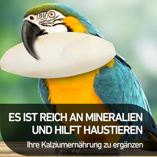10 Stück 8-11 cm Sepiaschalen, Sepiaschalen für Schildkröten, handgemachte Tintenfischschalen geeignet zur Kalziumversorgung für Vögel, Schildkröten und Reptilien als Haustiere. – Bild 3