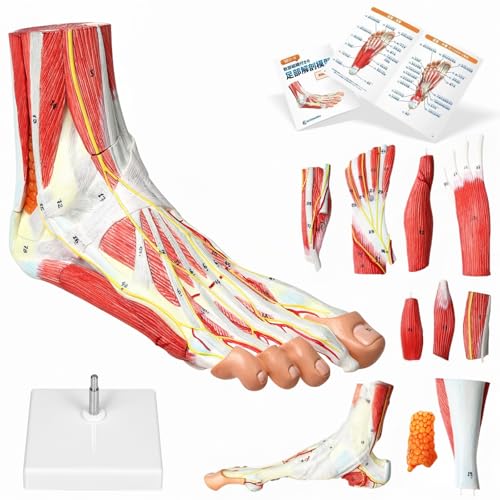 Amazon.co.jp: KIYOMARU 足部解剖模型 10パーツ 等身大 軟部組織付き