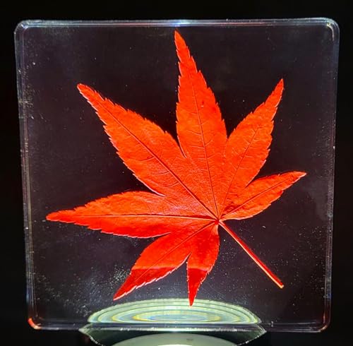 Image of Large 2.9 inch Real Red Japanese Maple Leaf in Crystal Clear Lucite Resin Paperweight Specimen Dried Pressed Botanist Herb Herbarium Crafts Collection for Botany Science Education & Desk Ornament Display