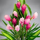 1 Pink Ginger Plant Live for Planting 4-9 Inc Height, Hawaiian Ginger Flowers to Grow