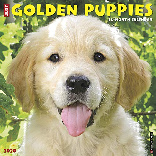 Télécharger Just Golden Puppies 2020 Calendar PDF