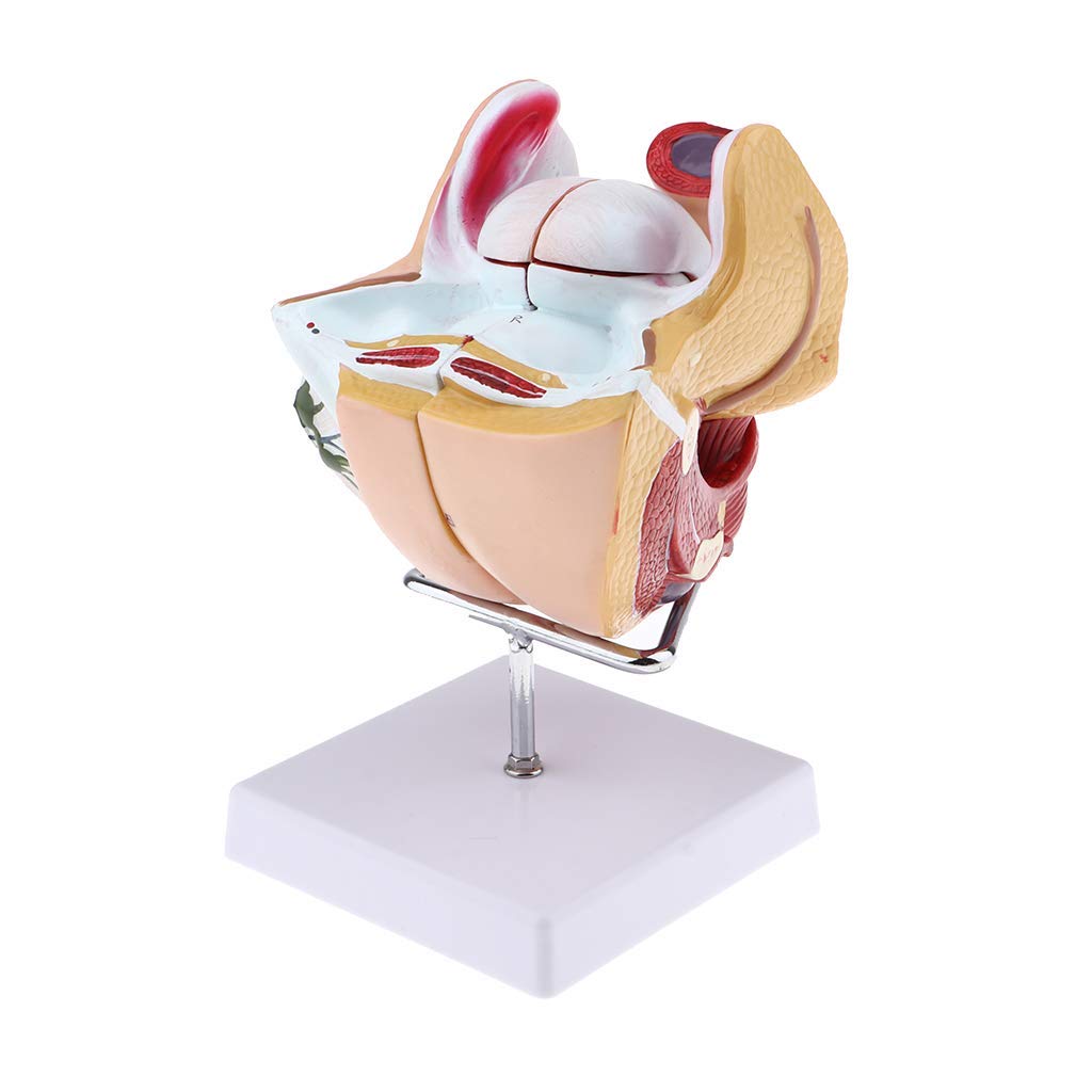 1:1 Menschliches Weibliches Genitalorgan Anatomisches Modell für Anatomie Lehrmittel Laborbedarf