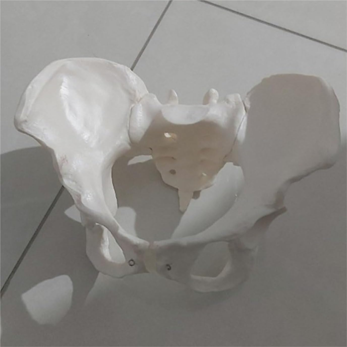 Anatomía De La Educación Modelo De Cuerpo Humano, Anatomía Pélvica Femenina, Modelos Anatómicos, Entrenamiento Cadera Muñeca de Anatomía