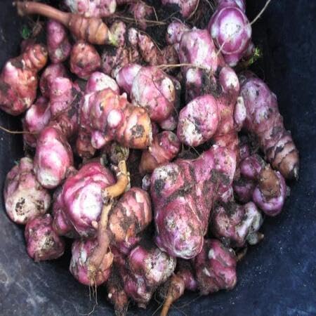 40pcs Fresh Topinambur Vegetable Seeds