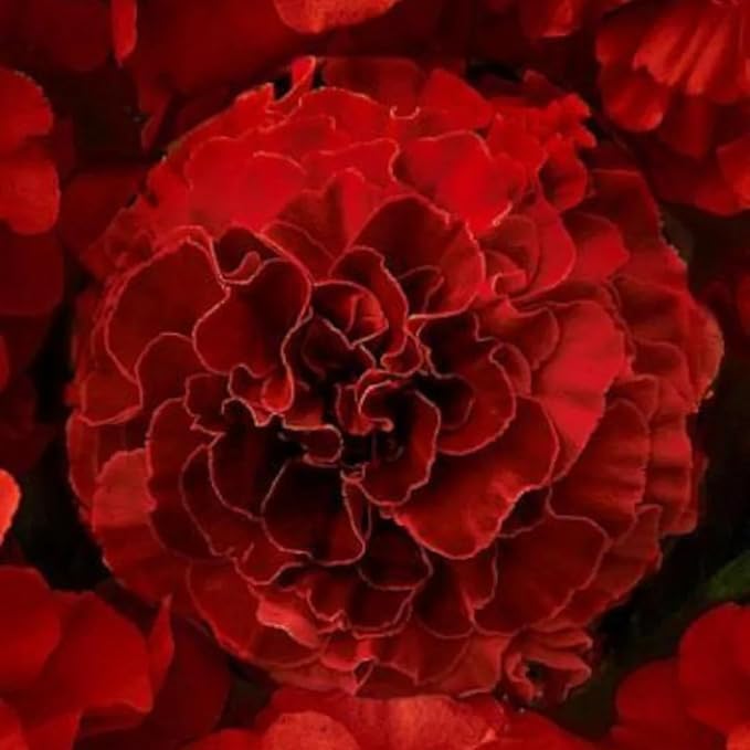 Image of African Marigold Flower Seeds Red F1 Hybrid | Winter Season Plant | Outdoor Gardening | Big Red Marigold | 100 Seeds Pack + 20 Free
