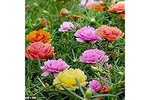 Double Mix Moss Rose Seeds Flower Perennial Flower Seeds