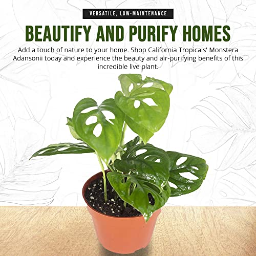 image for California Tropicals Monstera Adansonii Real Live Indoor Houseplants -