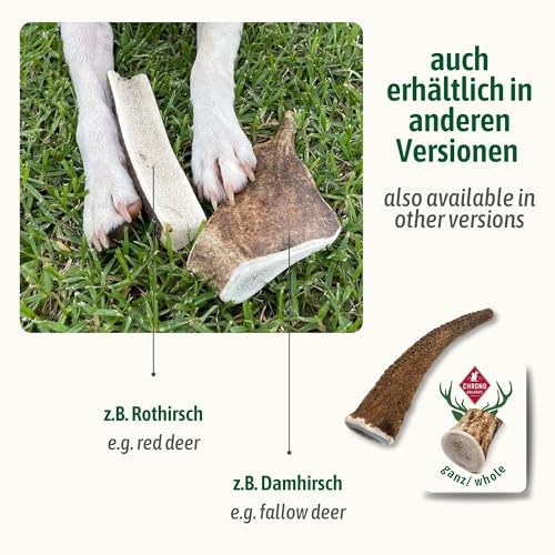 ChronoBalance® L Damwild Hirschgeweih für Hunde Kauspielzeug: 100% Hirschgeweih echt Hundespielzeug zur Zahnpflege, Hunde Kauartikel, Kausnack Hund mit Mineralstoffen & Nährstoffen, L (1er Set)
