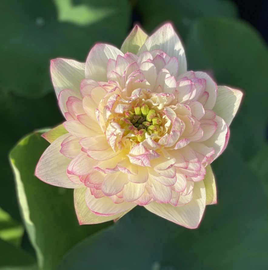 Indian Gardens - Lotus live plant Rare plant (Super Lotus) Original color guarantee plant | Indoor |outdoor plant (Code 05) (B09YPWDYXP) Amazon Price History, Amazon Price Tracker