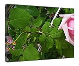 Lienzo decorativo de pared con marco de madera, con diseño de Vals de primavera y marco listo para colgar, de 30 x 40 cm